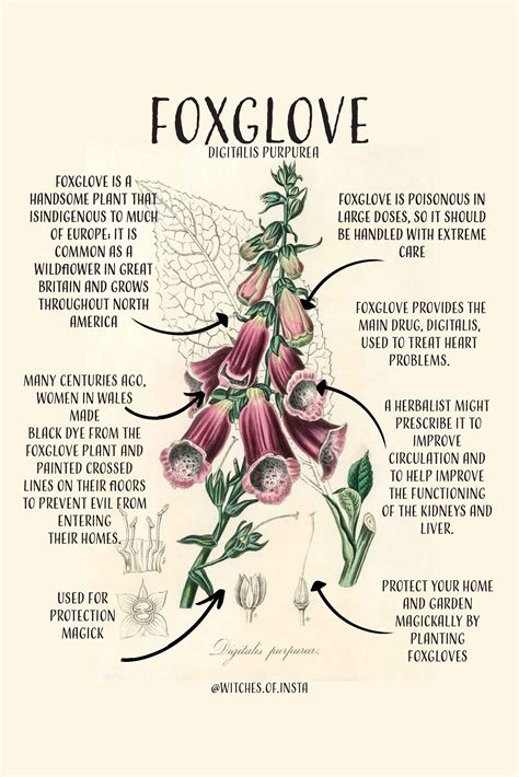 The Mythical Foxglove Witch: A Symbol of Cunning and Trickery
